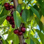 Arrancó la Temporada de Exportación de Cerezas 2025-2026 desde Valparaíso.
